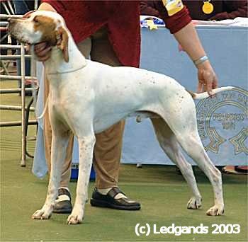 3rd Post Graduate Dog